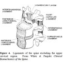 spine biomechanics 척추의 생체역학 - 읽어보고 싶은 논문 이미지