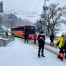 대관령로뎀나무 이미지