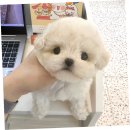 스마일퍼피 강아지분양 동탄점 | 동탄의 퍼피에몽에서 만난 사랑스러운 말티푸 후기