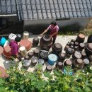 옛날촌닭 이미지