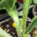 베리스앵초 꽃색확인 중 이미지