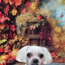 울알라애견미용 이미지