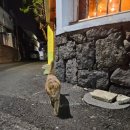 싸바이디 게스트하우스 이미지