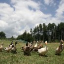 소망목장 이미지