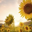 행운컴퓨터 이미지