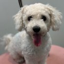 비비안살롱 이미지