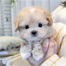 강아지분양 애견입양 아이러브독 수원점 말티푸미니비숑포메 | 영통 강아지분양에서 발견한 말티푸 미니비숑의 귀여움에 놀랐음