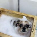 꼬몽그루밍 이미지