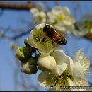 성주농원 이미지