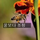 <9월 14일 > 꿀보다 조청 이미지