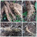 수배농장 이미지