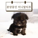 펫아미 강아지분양 고양이분양 동탄점 이미지