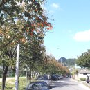 영동초등학교 앞 이미지