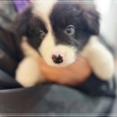 주안동물병원 이미지