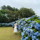 (주)파란제주 | 제주 동쪽 여행 코스 혼인지 수국 제주도 수국명소