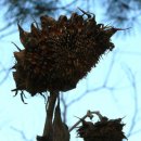 해마루촌60 이미지