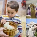 호주농장 이미지