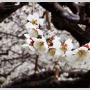 꽃들나라 - 계양구 새벌로 130 | 꽃들나라