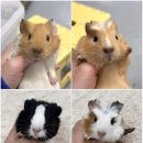 로던트클럽 강서마곡점 이미지