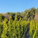 에메랄드그린 이미지