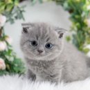 대구고양이분양 도로시펫 이미지