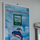 평창미탄송어