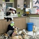행복한발 | 인천 유기견 보호소 | 행복한 유기견 세상 봉사 후기 🐶🐾