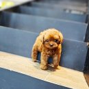 애니멀즈 강아지분양 고양이분양 천안점 이미지