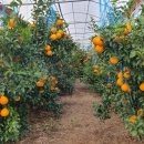 삼진농장 이미지