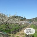 블랙커런트와 아로니아를 심었어요 이미지