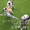 팽성유치원 | 데이케어 애견호텔 가능한 평택 팽성 애견카페 오렌지선셋 강아지친구 만들기도 최고