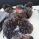 싹Dog 이미지