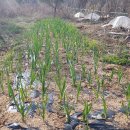 땅콩 심고 밭에 물주기(220411) 이미지