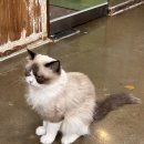 냥이시대 | 일산 고양이 카페 냥이시대 라페스타 실내데이트 추천