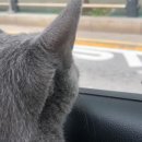 로하스 동물병원 이미지