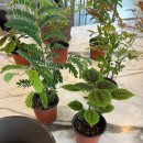 흙과소나무 | INFJ 인간의 국민내일배움카드 후기 / ep.2 흙과 분갈이