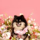 피어나개 이미지