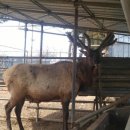 무학사슴농장 이미지