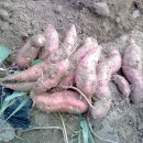 무봉농장 이미지