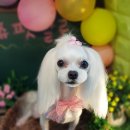 쥬쥬펫살롱 이미지