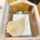 제일동물병원 | [강아지 동물 병원] 창원 이든동물병원 건강검진 후기(2번째)