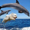 서울특별식당 이미지