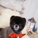 블루밍독 이미지