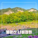 불암산 철쭉제 나비정원 실시간 방문 후기 | 260426 개화현황 봄꽃축제