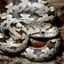 한국의 뱀＜3＞ 독 없는 뱀들, 그리고 백사(白蛇) 이미지