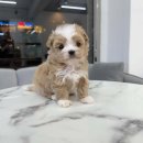 빼로독 강아지분양 의정부본점 이미지