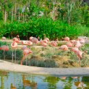 파라다이스힐 | 싱가포르 버드 파라다이스 자유여행 일정 추천 후기