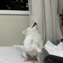 깔끄미드라이