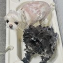 강아지 드라이룸 털말리기 산책 후 펫케어까지 붐펫 펫드라이룸