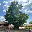 큰궐민박 | 순천 낙안읍성(樂安邑城)